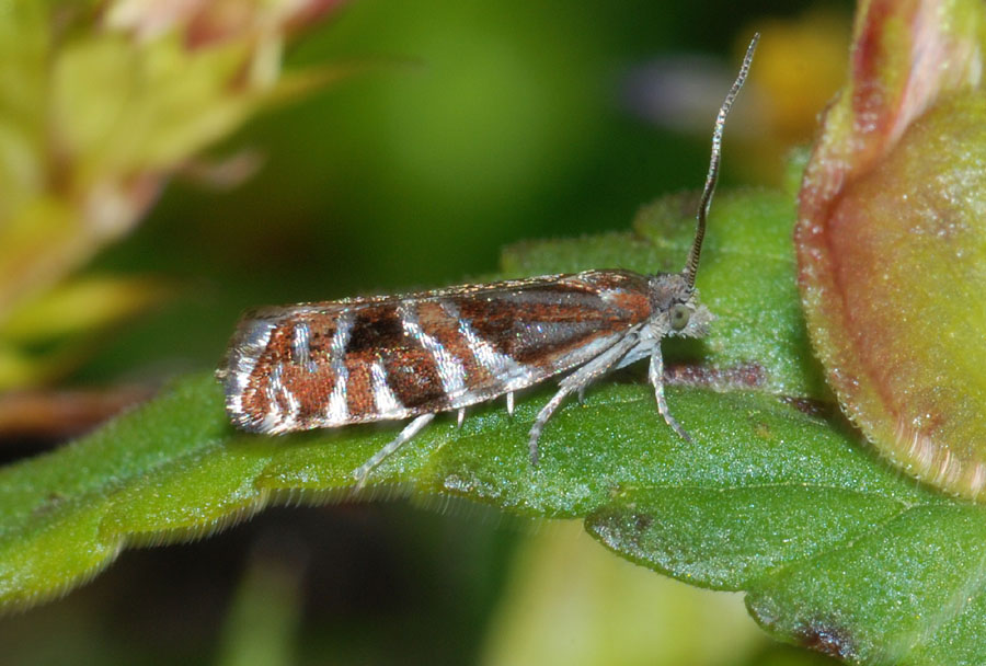 Tortricidae: Epinotia mercuriana e Orthotaenia undulana